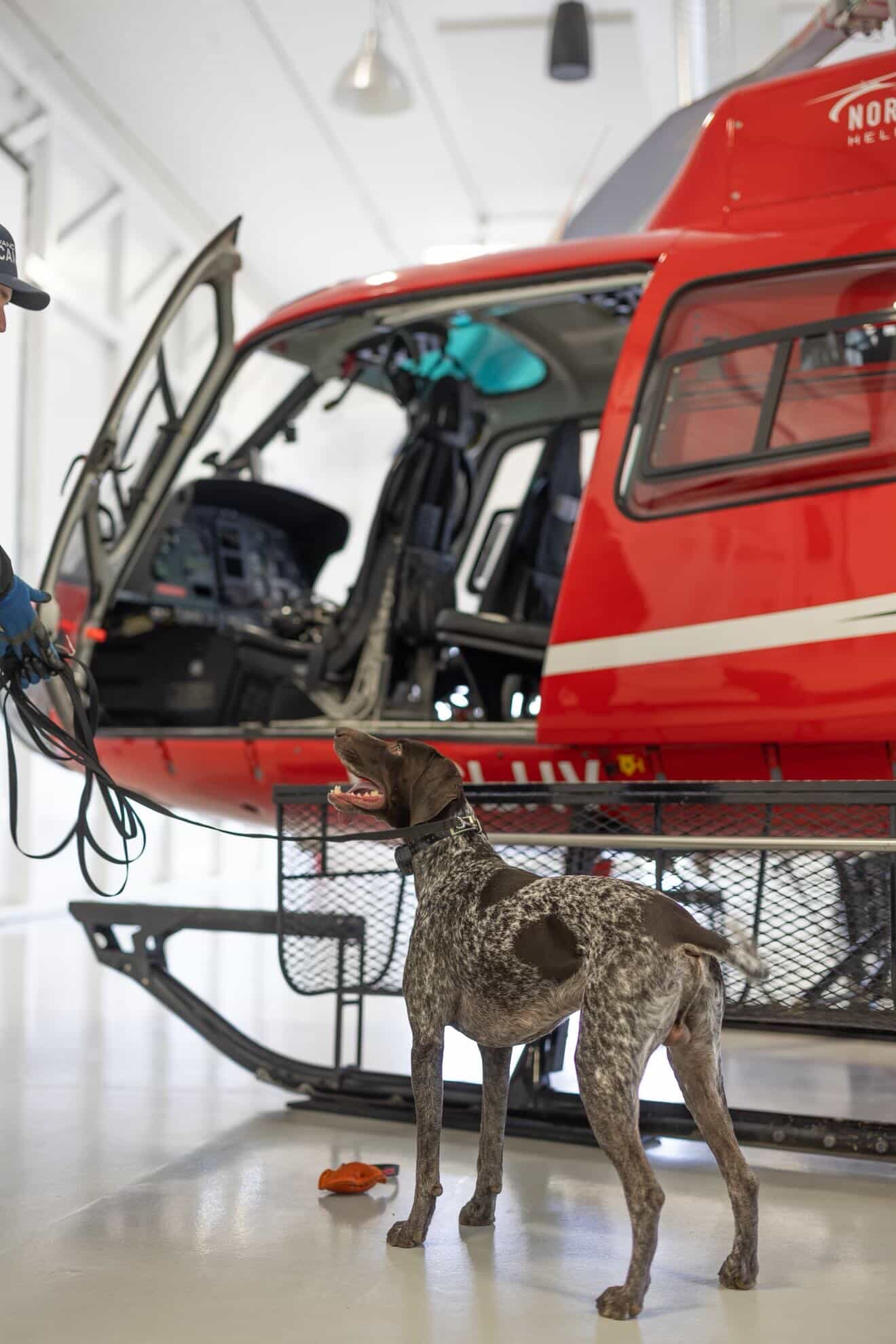 GSP dog with North Point helicopter