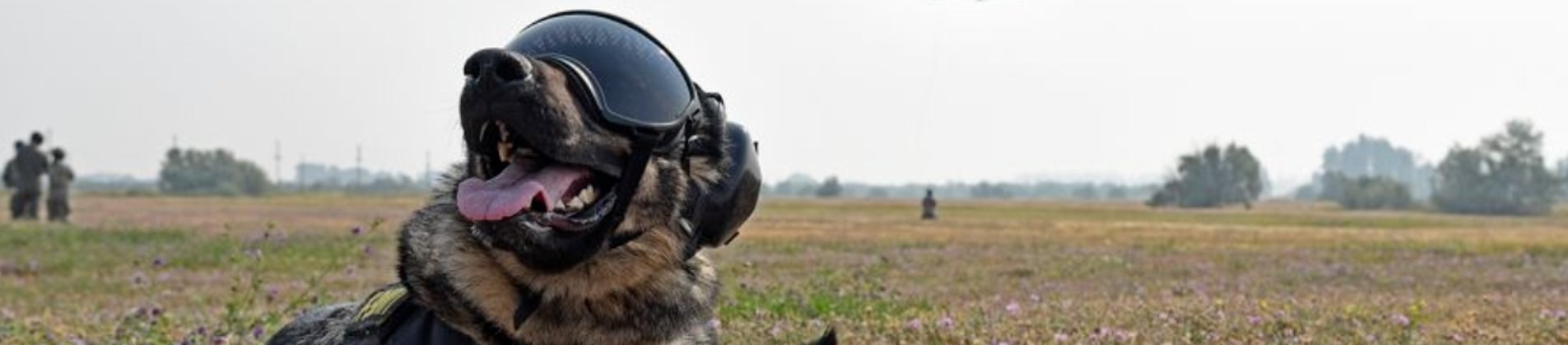 K9 in goggles with helicopter approaching